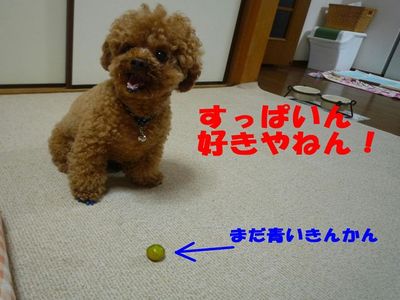 きんかんが大好きなぽん太!