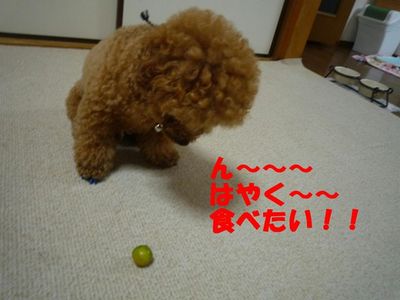 きんかんが大好きなぽん太!