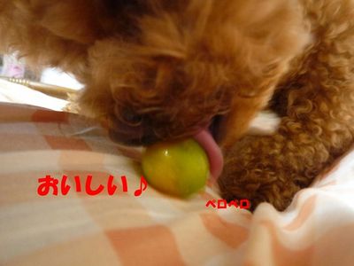 きんかんが大好きなぽん太!