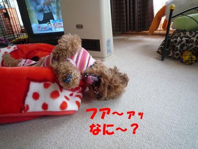 この寝方しんどくないん!?