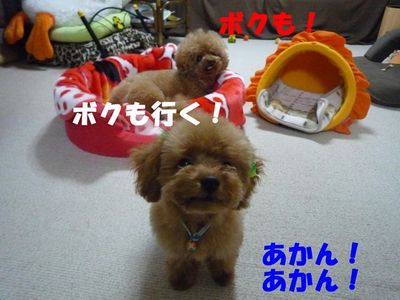 2ワンお留守番の後はおやつ!
