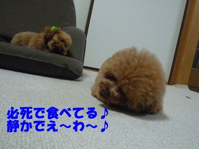 2ワンお留守番の後はおやつ!