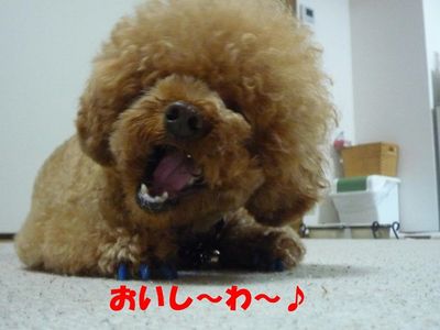 2ワンお留守番の後はおやつ!