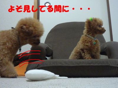 2ワンお留守番の後はおやつ!