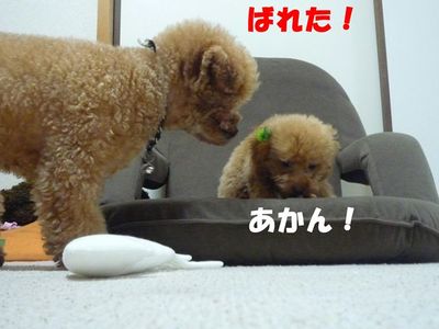 2ワンお留守番の後はおやつ!