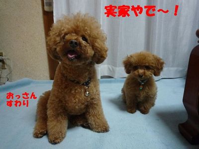 ぽん太とかん太ごはんの食べ方!