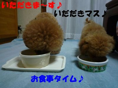 ぽん太とかん太ごはんの食べ方!