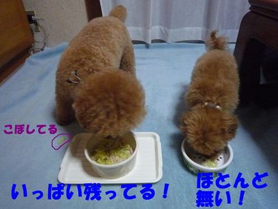ぽん太とかん太ごはんの食べ方!