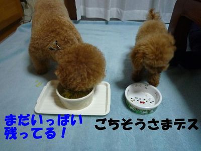 ぽん太とかん太ごはんの食べ方!