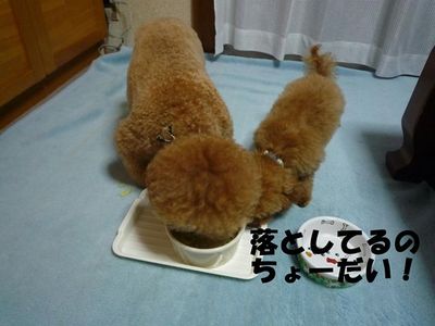 ぽん太とかん太ごはんの食べ方!