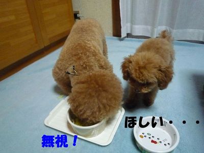 ぽん太とかん太ごはんの食べ方!