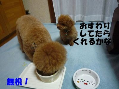 ぽん太とかん太ごはんの食べ方!