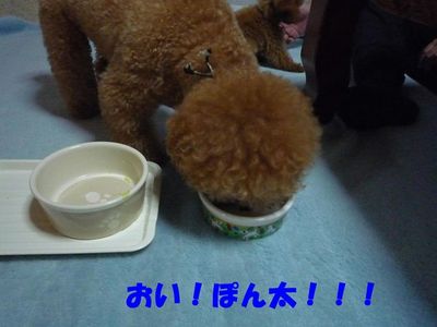 ぽん太とかん太ごはんの食べ方!