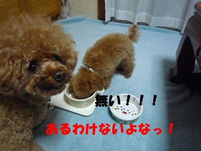 ぽん太とかん太ごはんの食べ方!