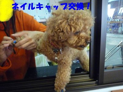 ネイルキャップ交換!