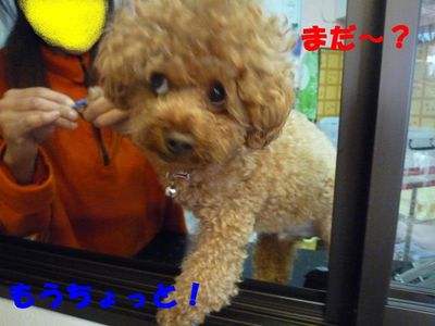 ネイルキャップ交換!