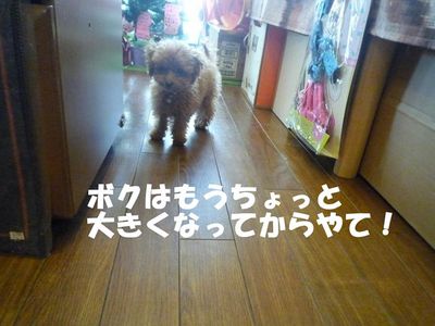 ネイルキャップ交換!