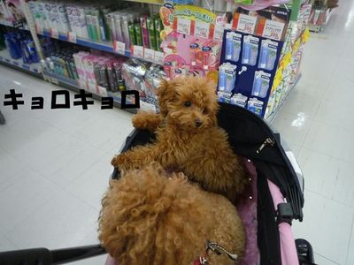 自家用ポルシェ?でお買い物