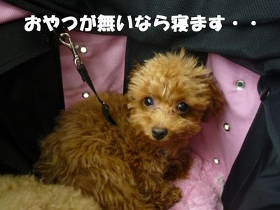自家用ポルシェ?でお買い物