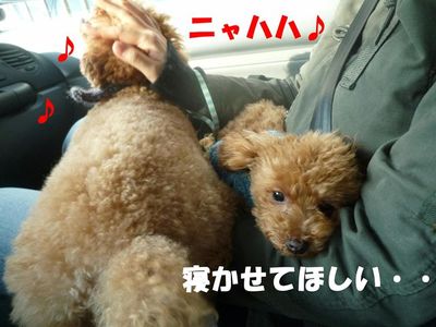 初詣へ行ってノリノリのぽん太