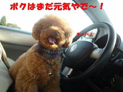 初詣へ行ってノリノリのぽん太