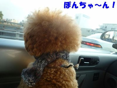 初詣へ行ってノリノリのぽん太