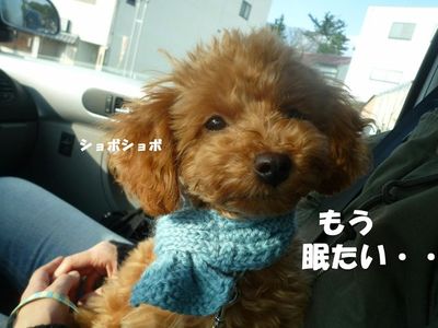 初詣へ行ってノリノリのぽん太
