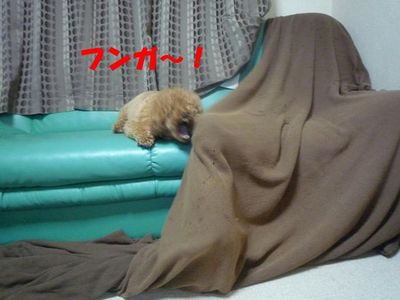 バトル時・・牙出すのはやめようよ!