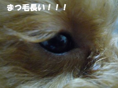 バトル時・・牙出すのはやめようよ!