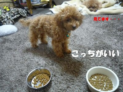 兄と弟の違い!