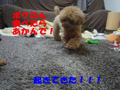 兄と弟の違い!