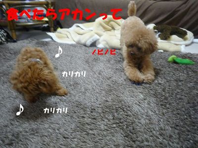 兄と弟の違い!