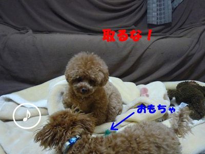 かん太の挑発はしつこい!