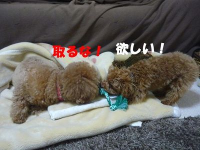 かん太の挑発はしつこい!