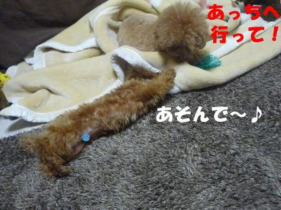 かん太の挑発はしつこい!