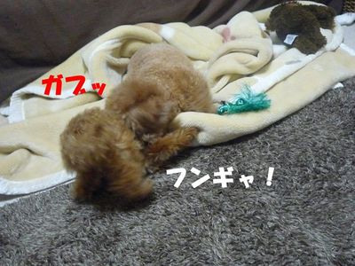 かん太の挑発はしつこい!