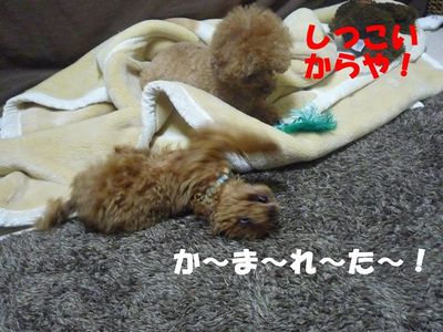 かん太の挑発はしつこい!