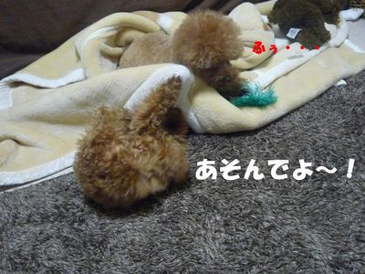 かん太の挑発はしつこい!