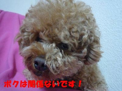お留守番中のいたずら^^;