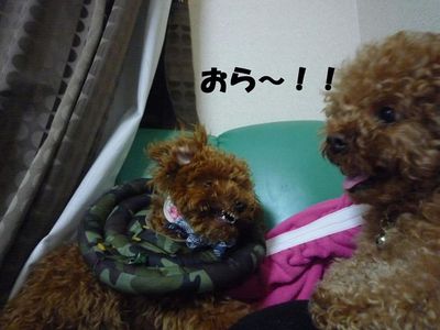 2ワン・・・やっぱり強いのは・・・・