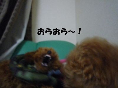 2ワン・・・やっぱり強いのは・・・・