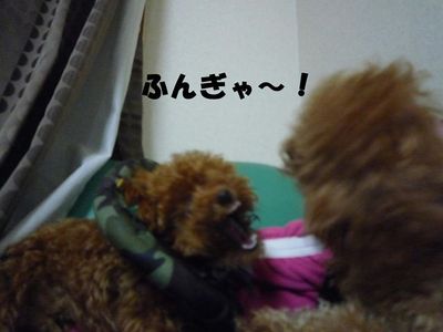 2ワン・・・やっぱり強いのは・・・・