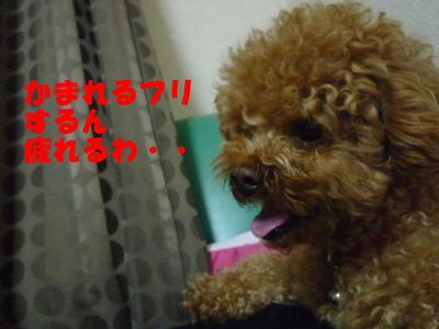 2ワン・・・やっぱり強いのは・・・・