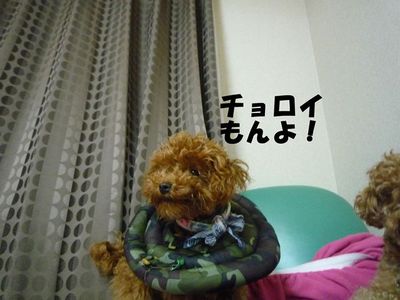 2ワン・・・やっぱり強いのは・・・・