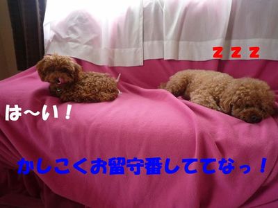 お留守番中のいたずら^^;