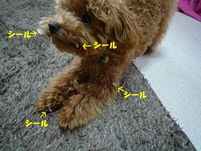 お留守番中のいたずら^^;