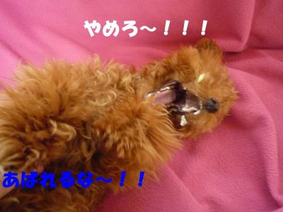 お留守番中のいたずら^^;