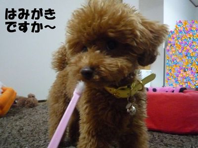 歯磨き&歯石?!