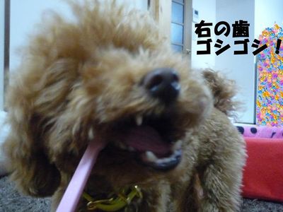 歯磨き&歯石?!
