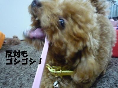 歯磨き&歯石?!